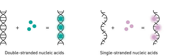 dna-quantification-fig3